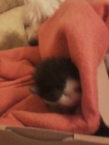 trouver chaton