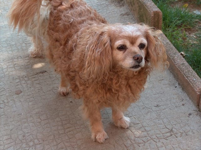 ma vanille