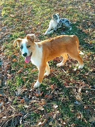 Évolution couleur sable merle border collie
