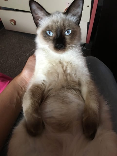 Connaitre la race de mon chat