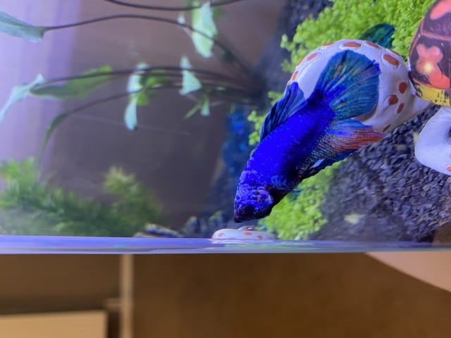 Boule sous le cou de mon betta