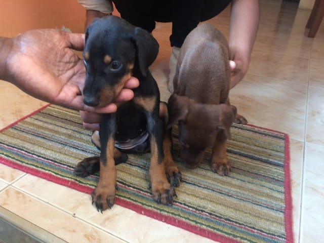 Avis concernant chiot Doberman