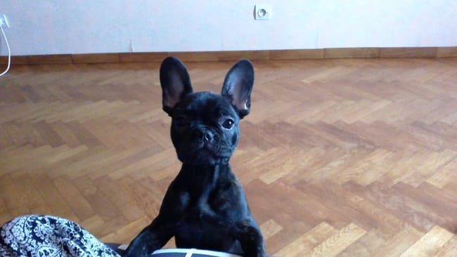 Comment rendre mon chiot assez propre ?