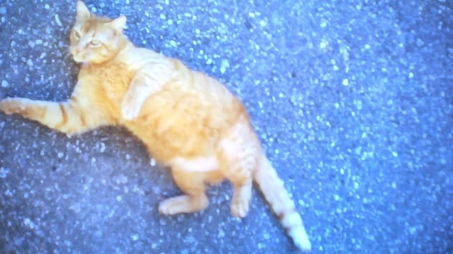 Comment convaincre ma mère d'accueillir un chat abandonné ?