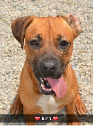 Boxer croiser