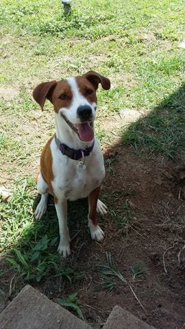 de quelle croisement est issue ma chienne?