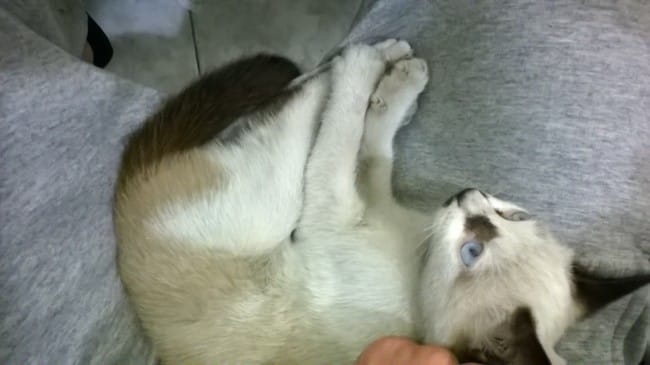 besoin d'aide mon chat