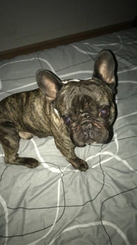 Un bouledogue français mâle dois se faire castrer même à 8 ans d’âge ?