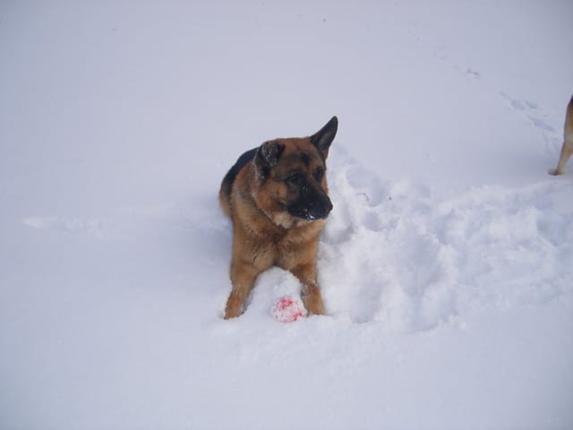 chien abandonné
