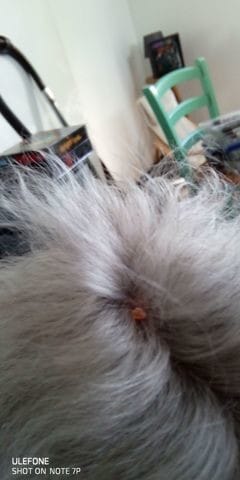 Tique ou boule de graisse?