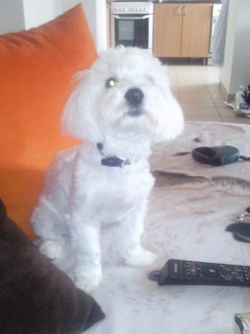 Entretenir le poil de son bichon