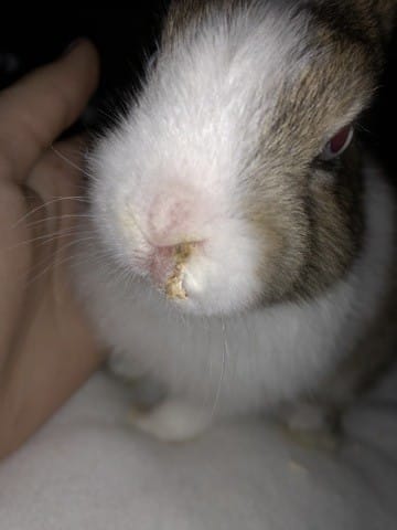 CROUTE PREOCCUPANTE SUR LE NEZ DE MON LAPIN NAIN ?