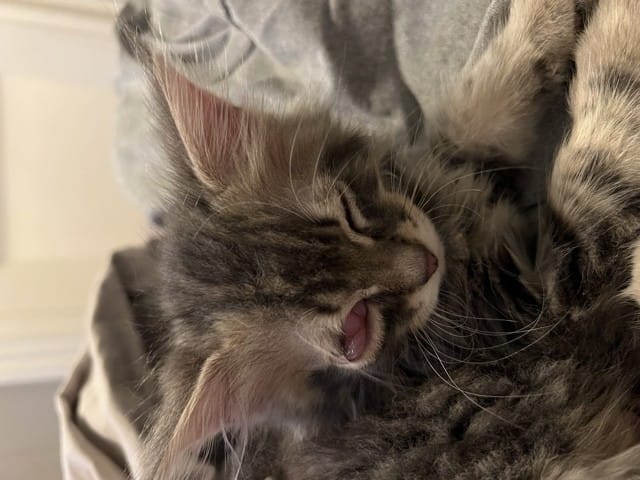 Aidez moi mon chaton a un problème