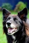 Le rictus canin