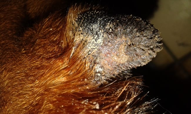 coussinet carpien arraché