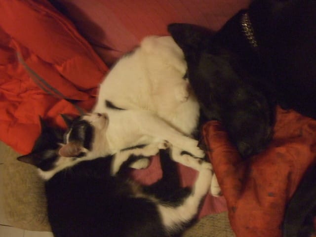 Comment trouvez-vous mes 3 chats ?