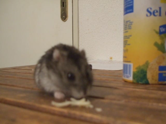 Abrevoir de mon hamster !