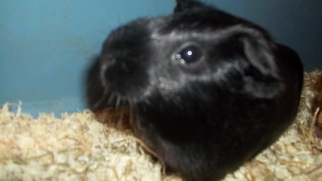 Une copine cochon d'Inde ?