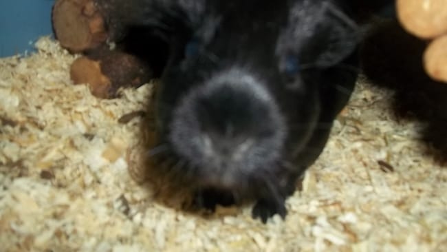 Parler de cochons d'Inde