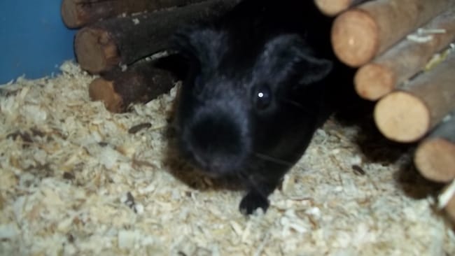 L'herbe à chat est-elle autorisée aux cochons d'Inde ?