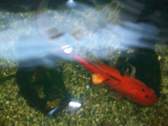 Des nouvelles de Marius.