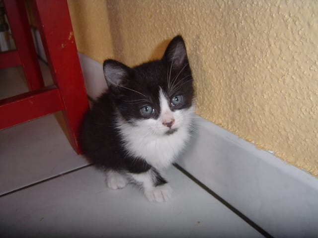 Bono, Gaya et Michka bébés.