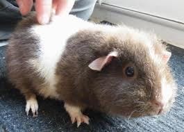 Vo(s)tre race(s) ou couleur(s) de cochons d'Inde préférées.