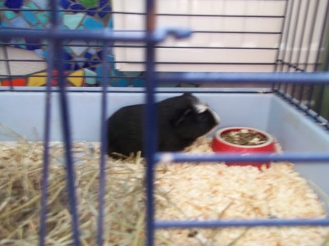 Je vous présente mon cochon d'Inde Zaza !