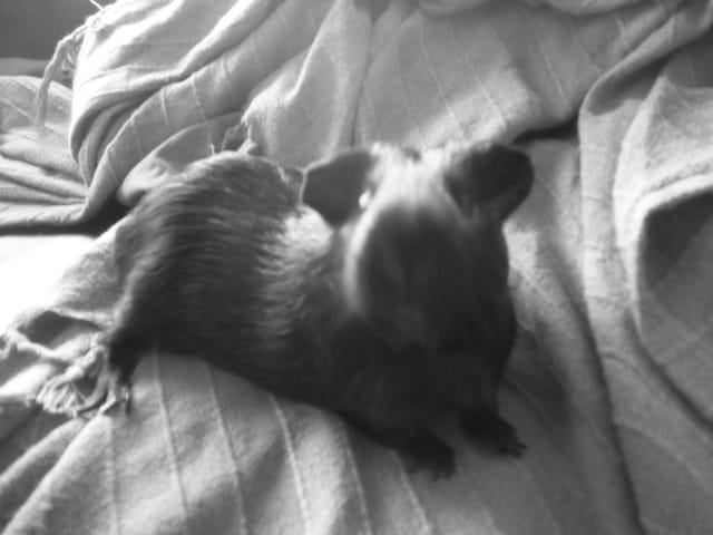 Puis-je donner de l'ultra-levure contre la diarrhée à mon cochon d'Inde ?