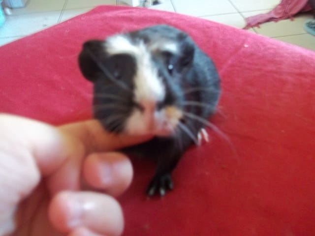 Quand pourrais-je essayer le saut d'obstacles avec Zaza ? Et comment procéder ? + nouvelles d'Amty.