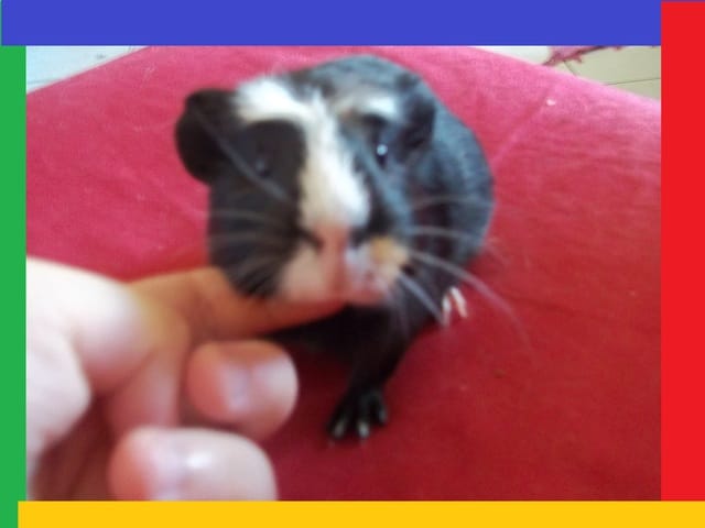 Cohabitation....plutôt réussie !