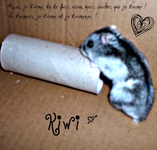 Repose en paix Kiwi, je t'aime ♥ , ADIEU ! 