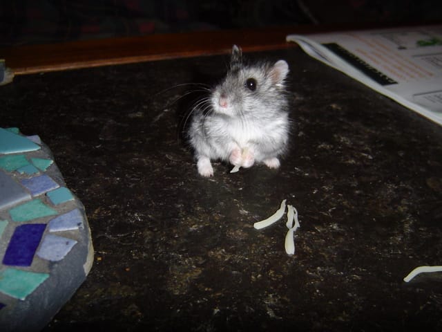 Où vont les hamsters qui ne sont pas adoptés, en animalerie ?