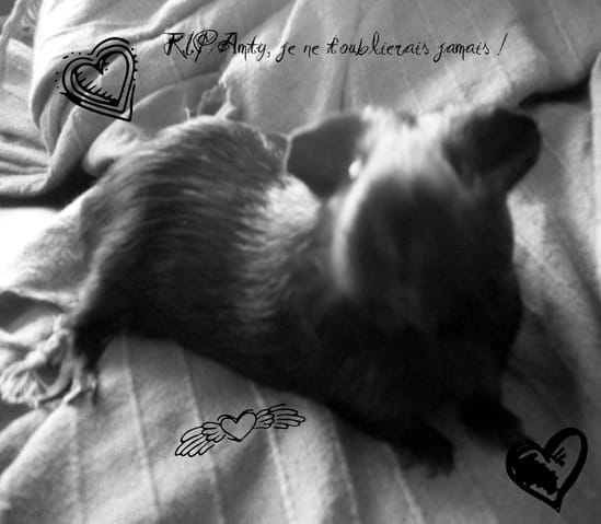 Amty est partie rejoindre les nuages, R.I.P mon petit bout de chon.