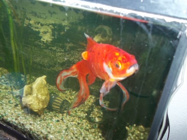 ADIEU Marius, mon ami.....