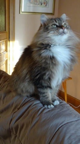 Type de ma minette ?