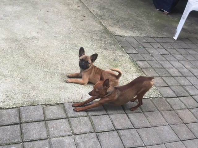 S'il vous plaît aider moi a determiner la race de mon chien