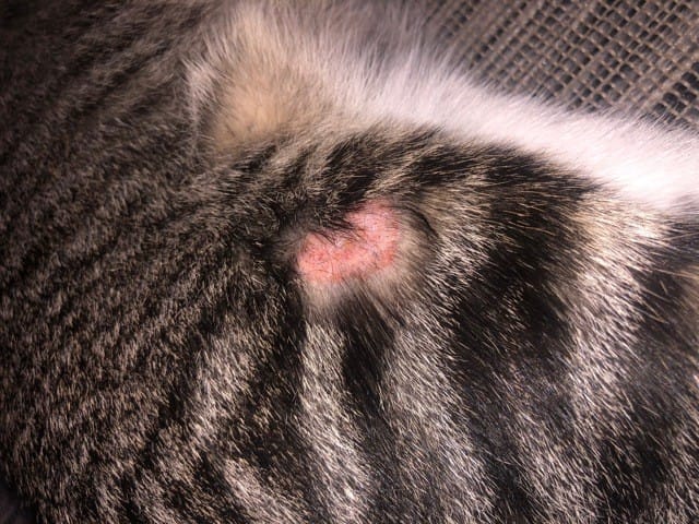 Plaque à vif sur mon chaton