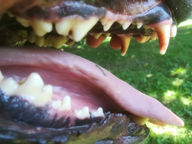 Canines rouges comme "irritées" & bouton en développement