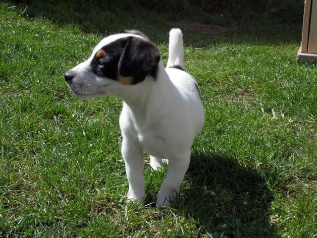 bb Jack Russell cherche famille