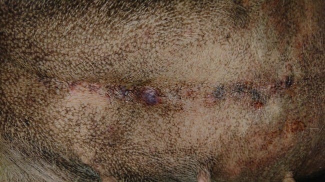 Problème cicatrice opération chienne