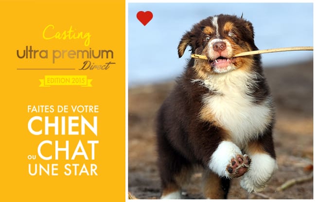 Casting chiens et chats