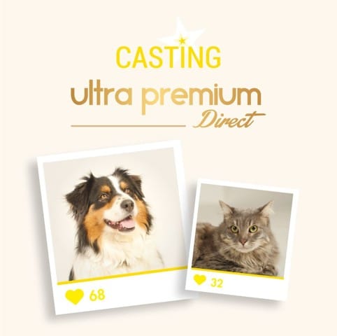 Casting chiens et chats 2016 - Égérie marque