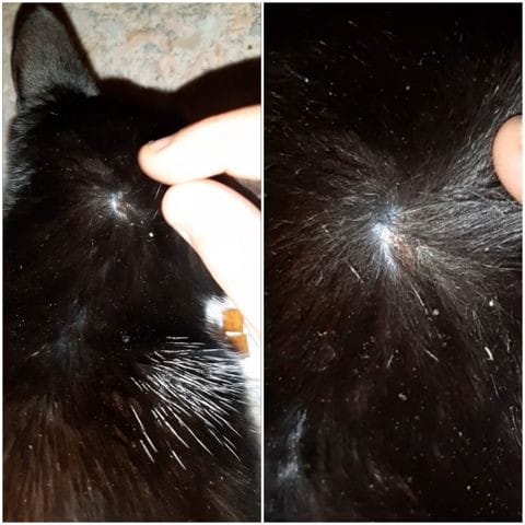 Croûte sur la tête de mon chat