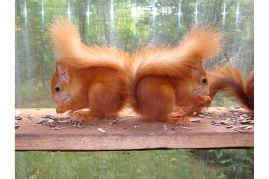 ecureuil du japon mutation rare en france