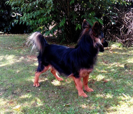 Problème de santé ou de comportement