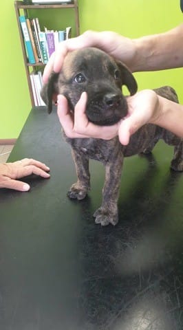 Chien croisé vos avis