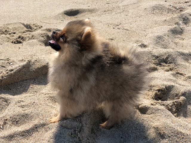 Chiot à la maison