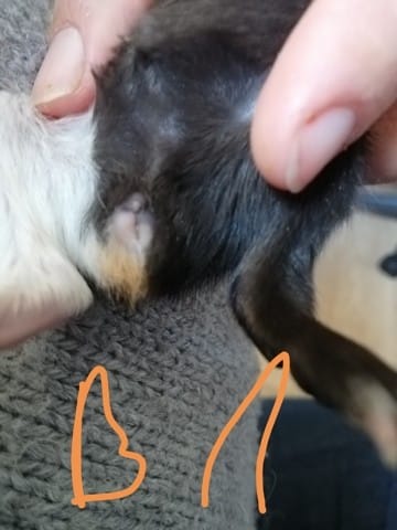 Sexe bébé de 4 jours cochon d'inde