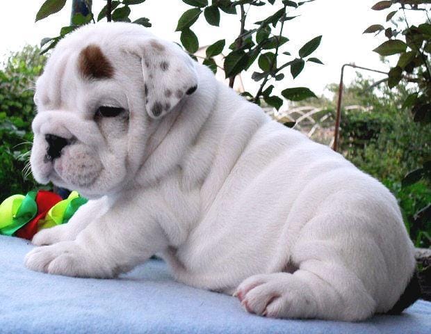 Cette annonce, pour l'adoption d'un Bulldog est-elle fiable ? Qu'en pensez-vous ?